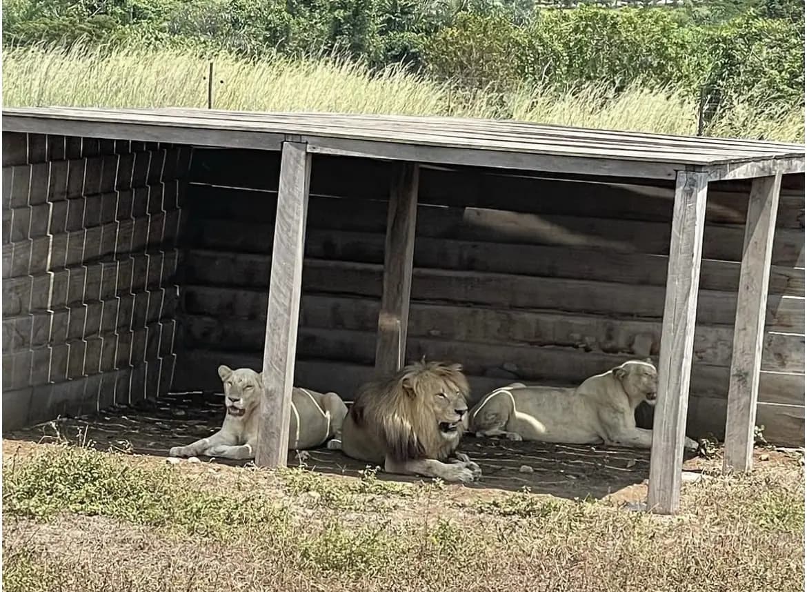 Les lions du parc de la N’sele.